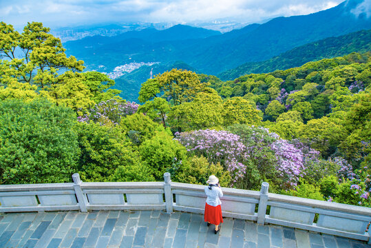 小梧桐赏花