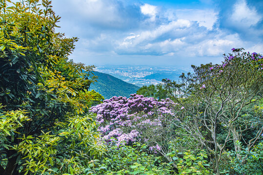 高山杜鹃