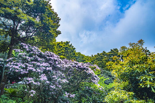 高山杜鹃