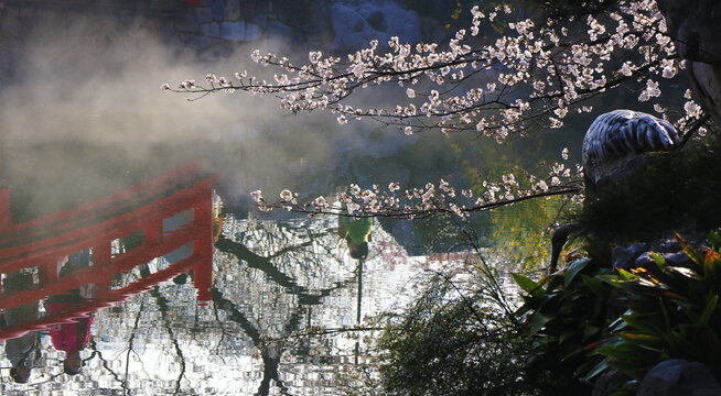 意境樱花风景画