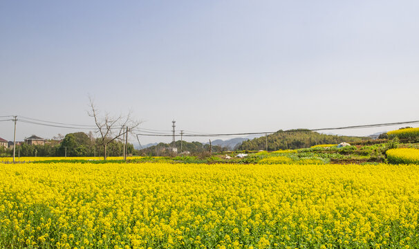 盛开的油菜花田