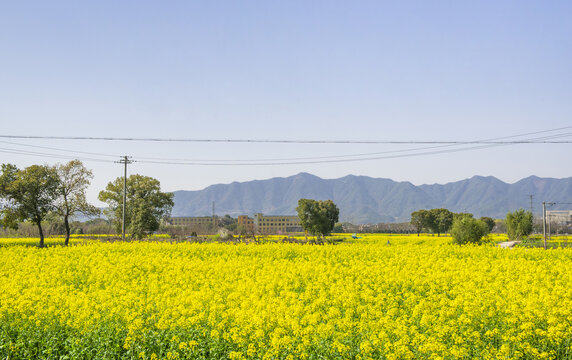 油菜花田