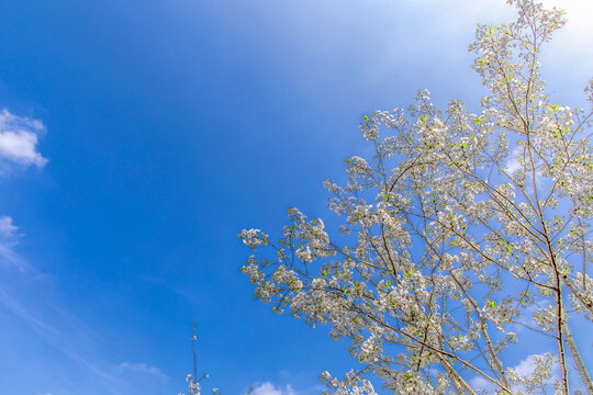 蓝天白云鲜花
