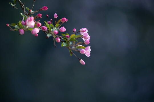 绽放的高清海棠花