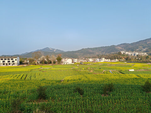 呈坎徽派建筑与油菜花