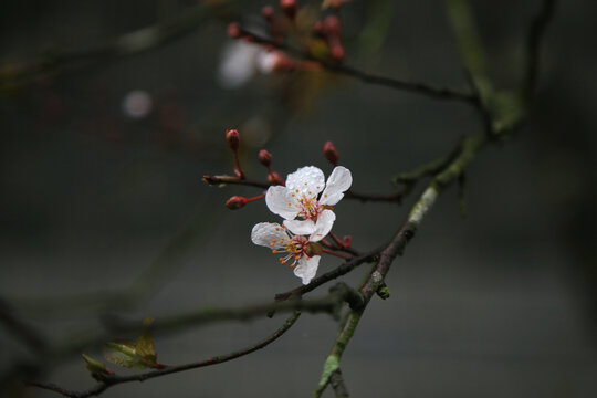 桃花特写