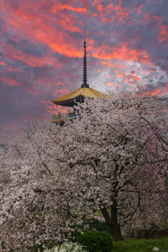 武汉东湖樱园樱花盛开