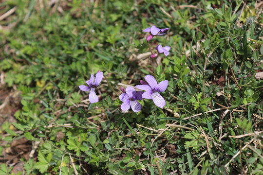 紫花地丁