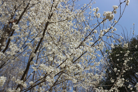 满树繁花