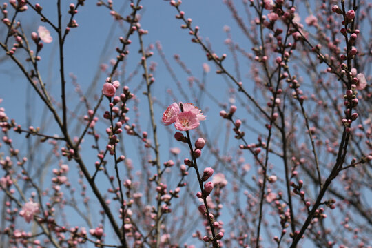 梅花枝