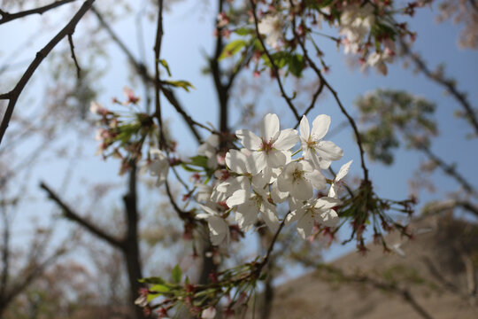 樱花