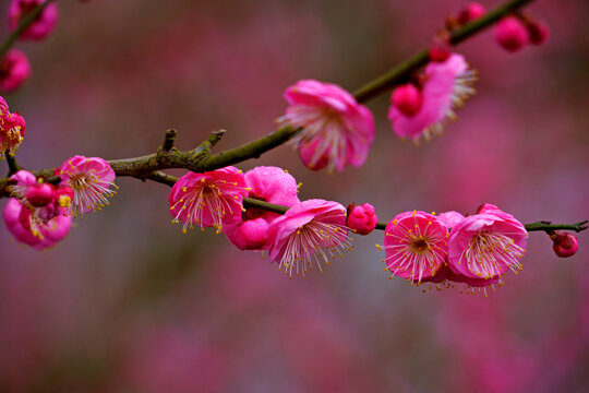 红梅花枝特写