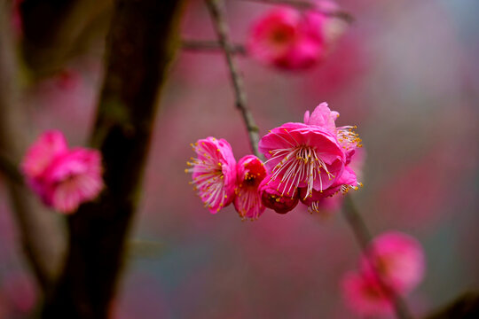 红梅花朵特写