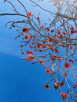 仰拍木棉花