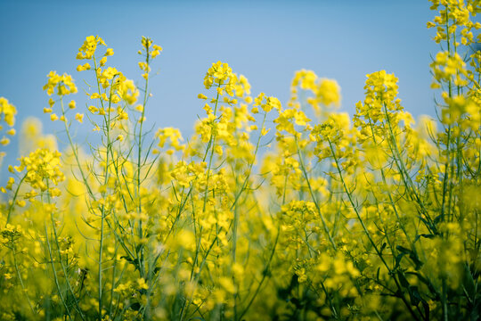 油菜花