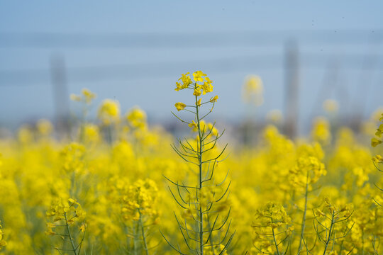 油菜花