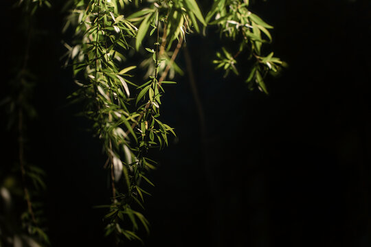 夜晚的柳树