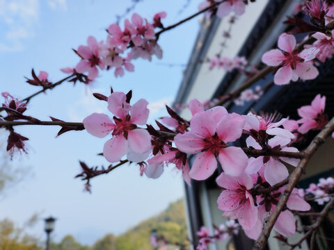 几枝桃花