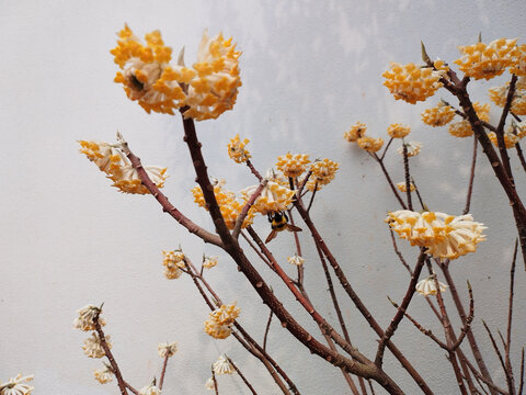 结香花开蜜蜂采蜜