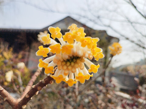 一朵结香花