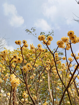 结香花丛