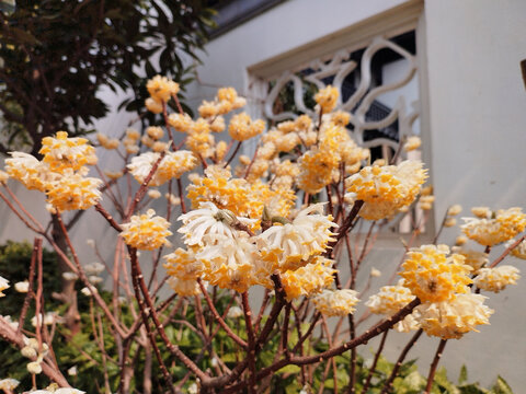 一树结香花