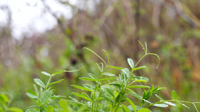 野草