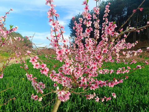 桃花满枝