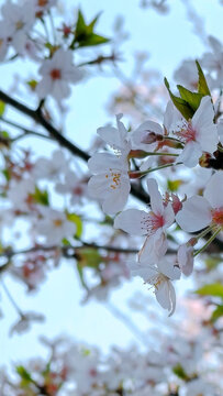 樱花特写