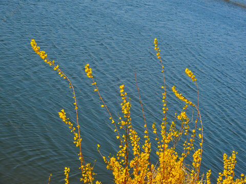 碧波湖畔摇曳的连翘花