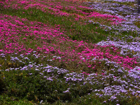 春天的芳草地