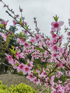 桃花开了