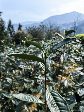 野生福鼎白茶