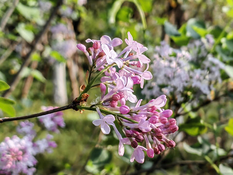 丁香花开