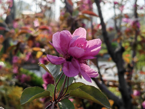 紫红樱花