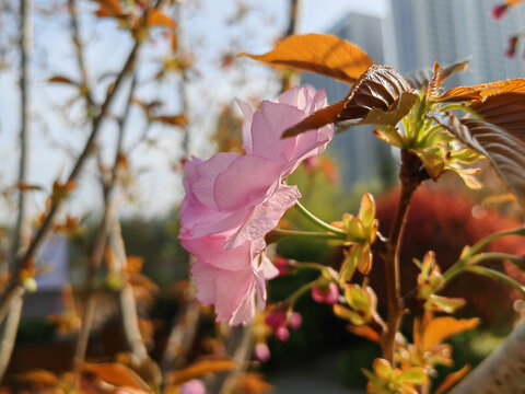 粉色樱花