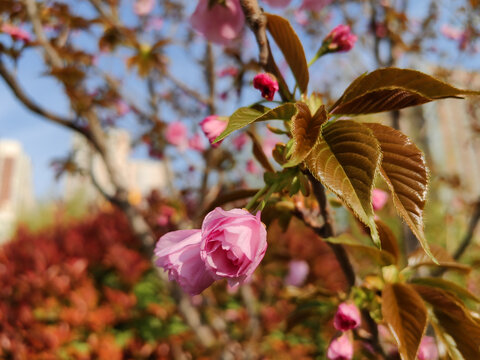 粉红樱花