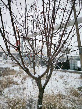 雪后小树
