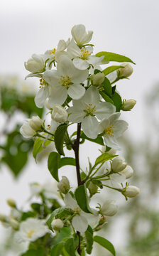 苹果树开花