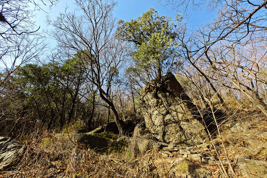 国家植物园樱桃沟石上松