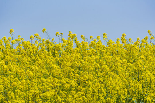 蓝天背景油菜花