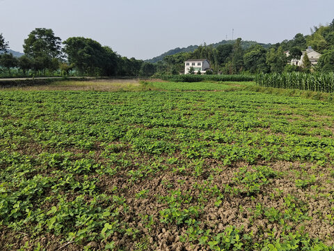 农村风景