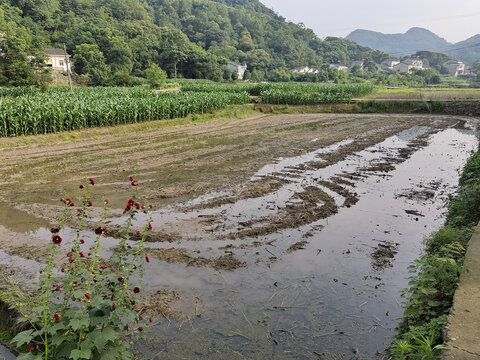 农村风景