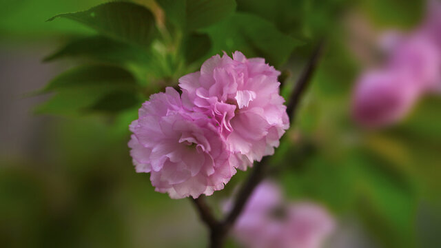 关山樱花