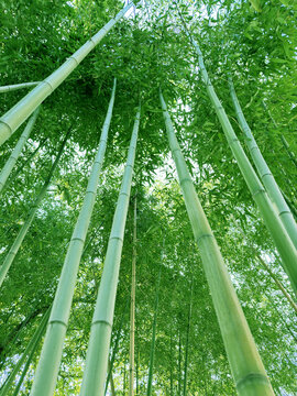 竹子树
