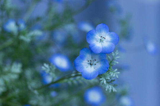 粉蝶花