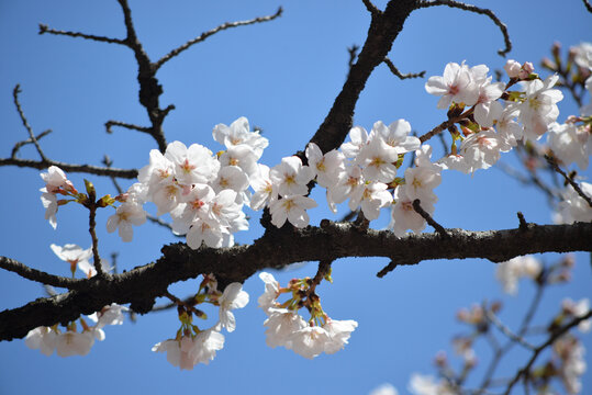 日本樱花