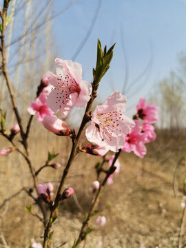 桃花