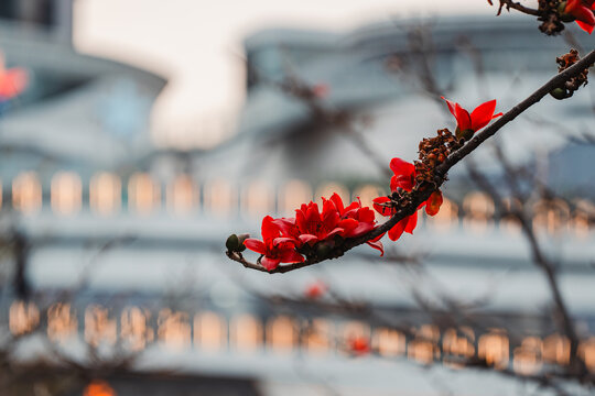 木棉花