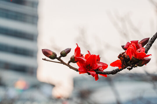 木棉花